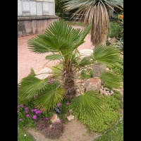 Trachycarpus Wagnerianus (fam Arecacees) (02)